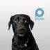 Lou the Lab